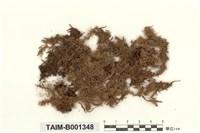 藏品(廣舌泥炭苔)的圖片